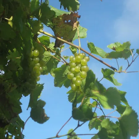 Πανσιόν Gasthof Muhr Wirt Z'bierbaum 3*