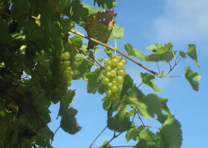 Πανσιόν Gasthof Muhr Wirt Z'bierbaum 3*